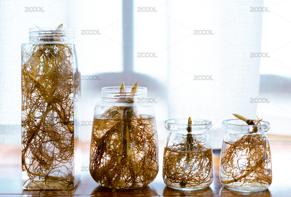 透明瓶子水培植物花卉鈴蘭的根系特寫（主預(yù)覽-7999050） - 未分類 - 站酷設(shè)計(jì)師島嶼土原創(chuàng)素材 - 站酷ZCOOL