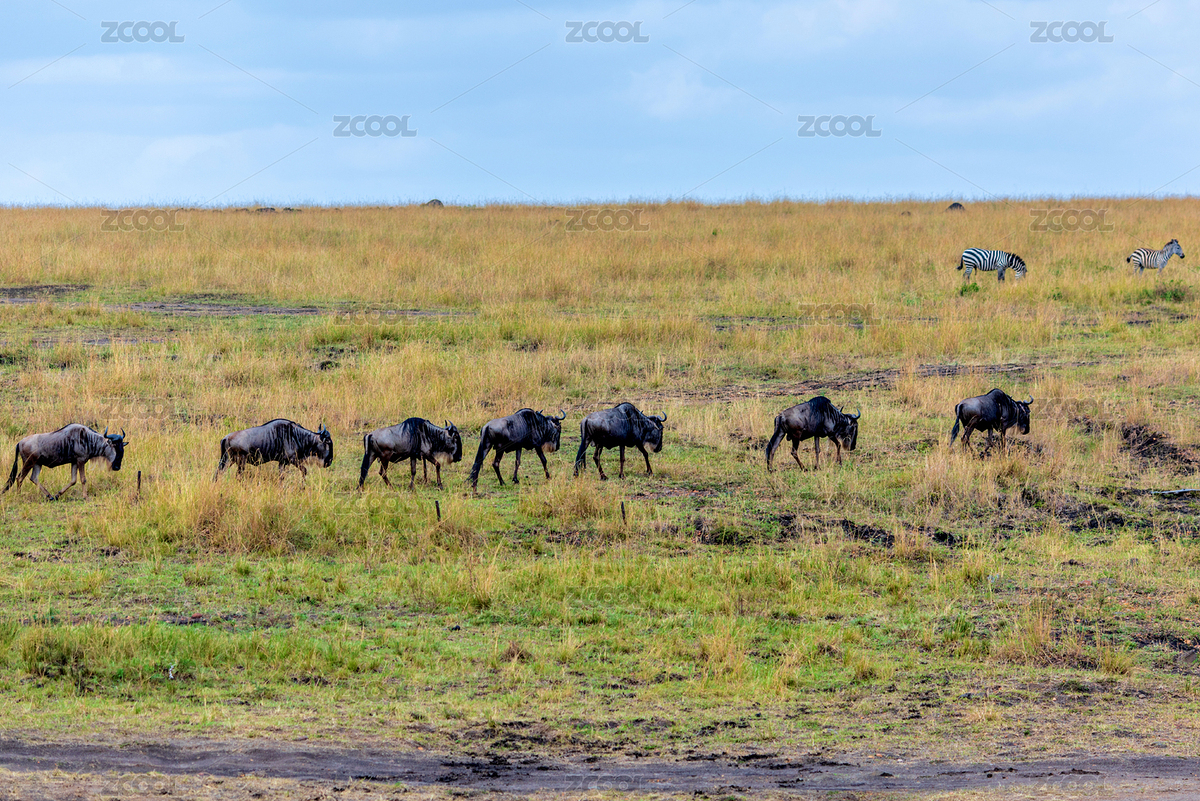 非洲肯尼亞馬賽馬拉的動物大遷徙（主預(yù)覽-7704333） - 未分類 - 站酷設(shè)計師健忘的行攝世界原創(chuàng)素材 - 站酷ZCOOL