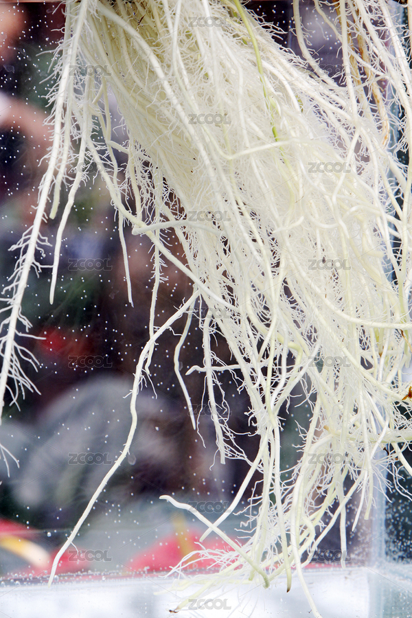 垂掛的白色植物根系（主預覽-12230151） - 未分類 - 站酷設計師liujunrong原創(chuàng)素材 - 站酷ZCOOL