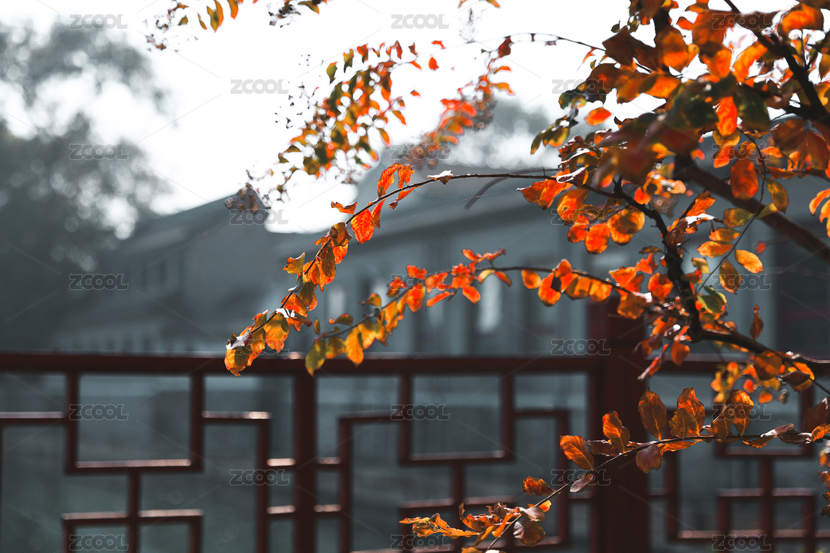 秋葉（主預(yù)覽-1426012） - 未分類(lèi) - 站酷設(shè)計(jì)師劉紅藝術(shù)原創(chuàng)素材 - 站酷ZCOOL