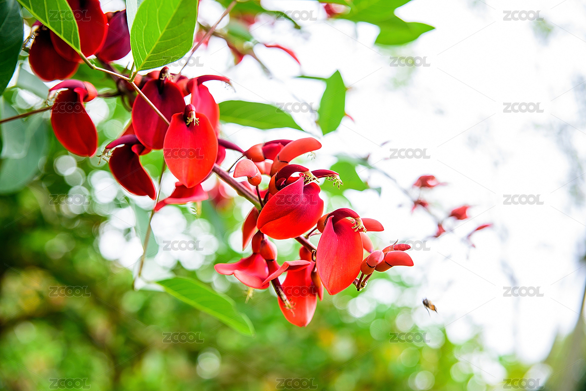 春天美麗的雞冠刺桐花（主預(yù)覽-6416384） - 未分類 - 站酷設(shè)計(jì)師風(fēng)暴麗麗原創(chuàng)素材 - 站酷ZCOOL