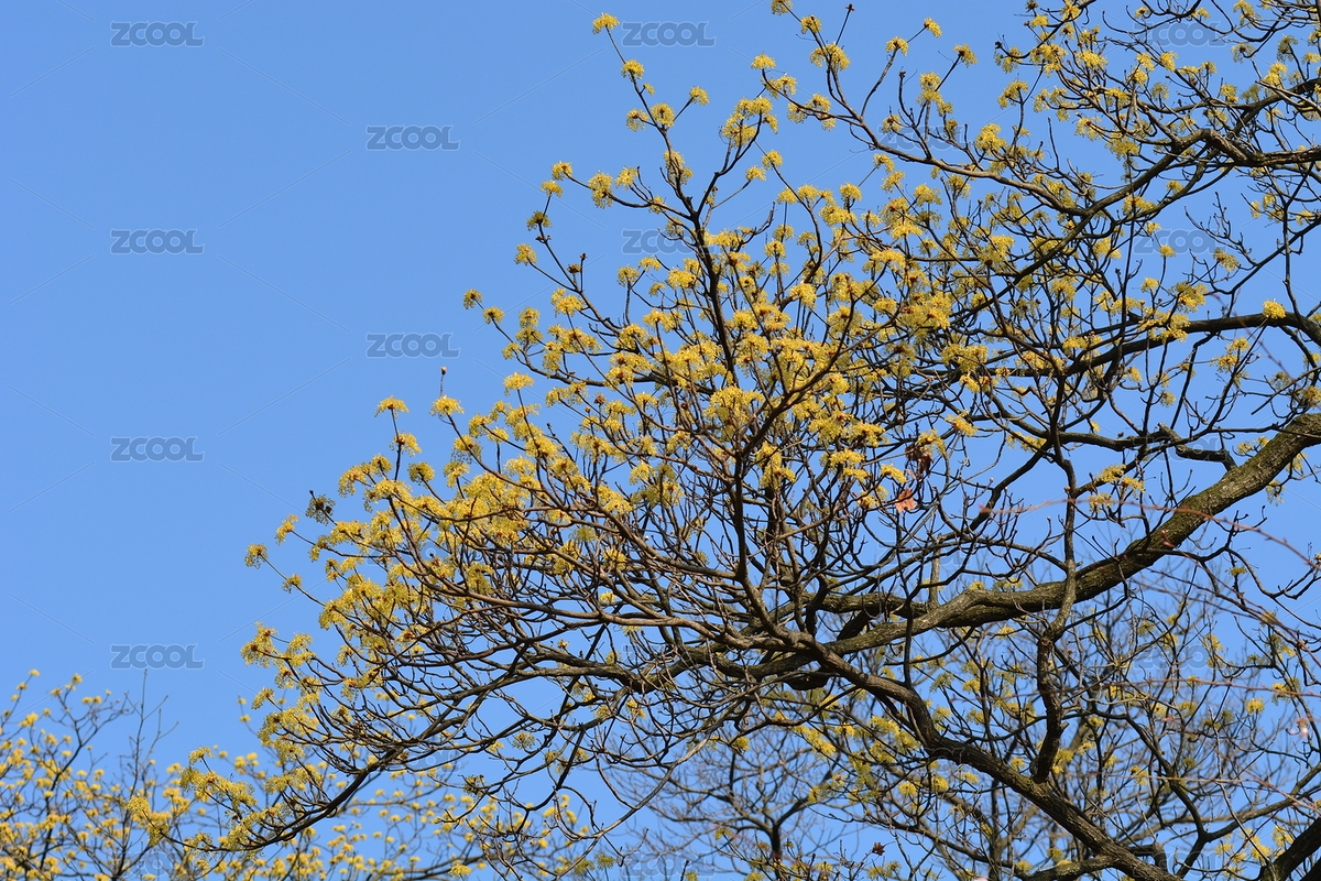 早春黃子木花（主預(yù)覽-6524550） - 未分類 - 站酷設(shè)計(jì)師言三力原創(chuàng)素材 - 站酷ZCOOL