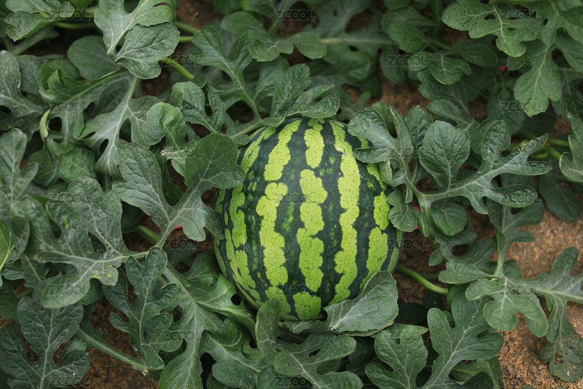 中國山東濰坊壽光西瓜種植（主預(yù)覽-320701） - 未分類 - 站酷設(shè)計(jì)師gybfuture原創(chuàng)素材 - 站酷ZCOOL