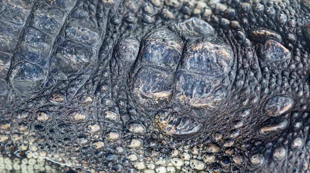 鱷魚(yú)背部皮膚（主預(yù)覽-7024960） - 未分類 - 站酷設(shè)計(jì)師harveylaw原創(chuàng)素材 - 站酷ZCOOL