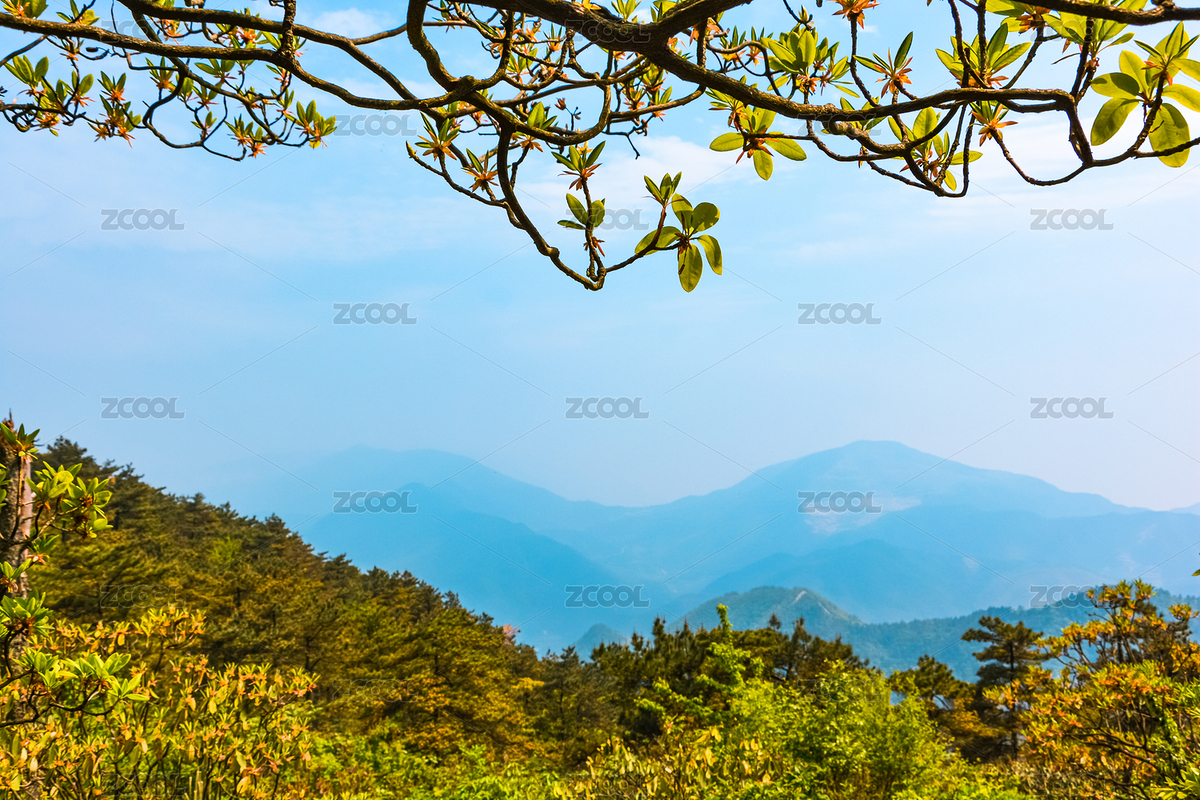 春天森林中的藤曼（主預(yù)覽-6089665） - 未分類 - 站酷設(shè)計(jì)師瓶子里的酒原創(chuàng)素材 - 站酷ZCOOL