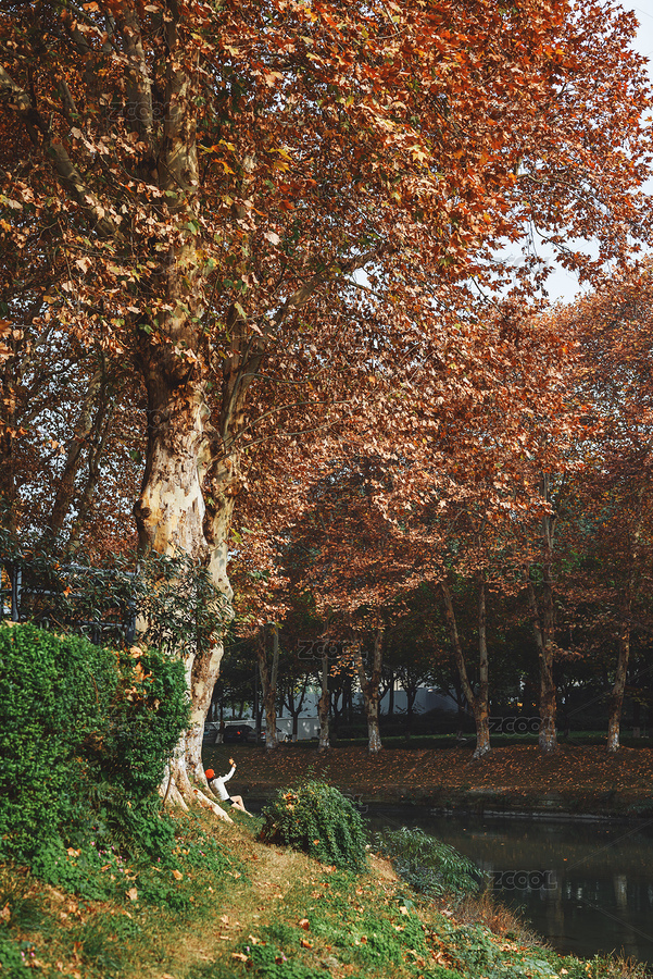 成都沙河公園駟馬橋秋天的梧桐樹（主預覽-7660385） - 未分類 - 站酷設計師任屹云原創(chuàng)素材 - 站酷ZCOOL