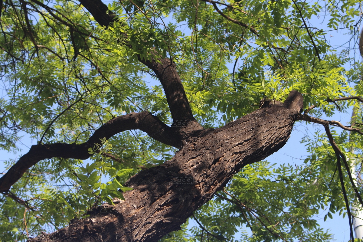 春天的槐樹（主預(yù)覽-5817295） - 未分類 - 站酷設(shè)計(jì)師yxu92ccKYh原創(chuàng)素材 - 站酷ZCOOL