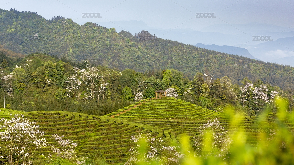 宜賓珙縣鹿鳴蜿蜒茶山紫色泡桐花茶山風(fēng)光（主預(yù)覽-7306769） - 未分類 - 站酷設(shè)計(jì)師綠色原野原創(chuàng)素材 - 站酷ZCOOL