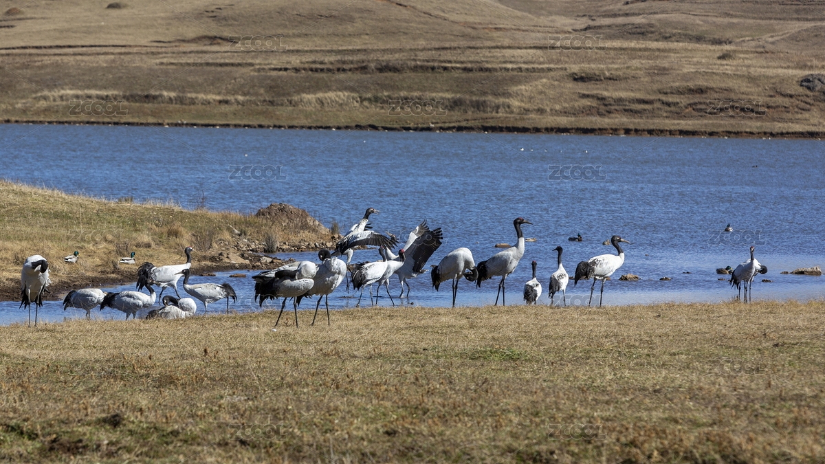 中國(guó)南昭通大山包大海子濕地越冬黑頸鶴（主預(yù)覽-7509342） - 未分類 - 站酷設(shè)計(jì)師原野三月原創(chuàng)素材 - 站酷ZCOOL