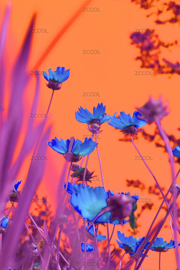 藝術(shù)花卉抽象攝影（主預(yù)覽-4191710） - 未分類 - 站酷設(shè)計(jì)師橙爸橙麻原創(chuàng)素材 - 站酷ZCOOL