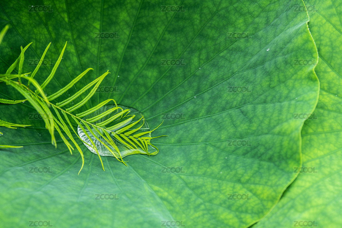 夏季下雨時的荷塘（主預(yù)覽-5541019） - 未分類 - 站酷設(shè)計師zorok原創(chuàng)素材 - 站酷ZCOOL