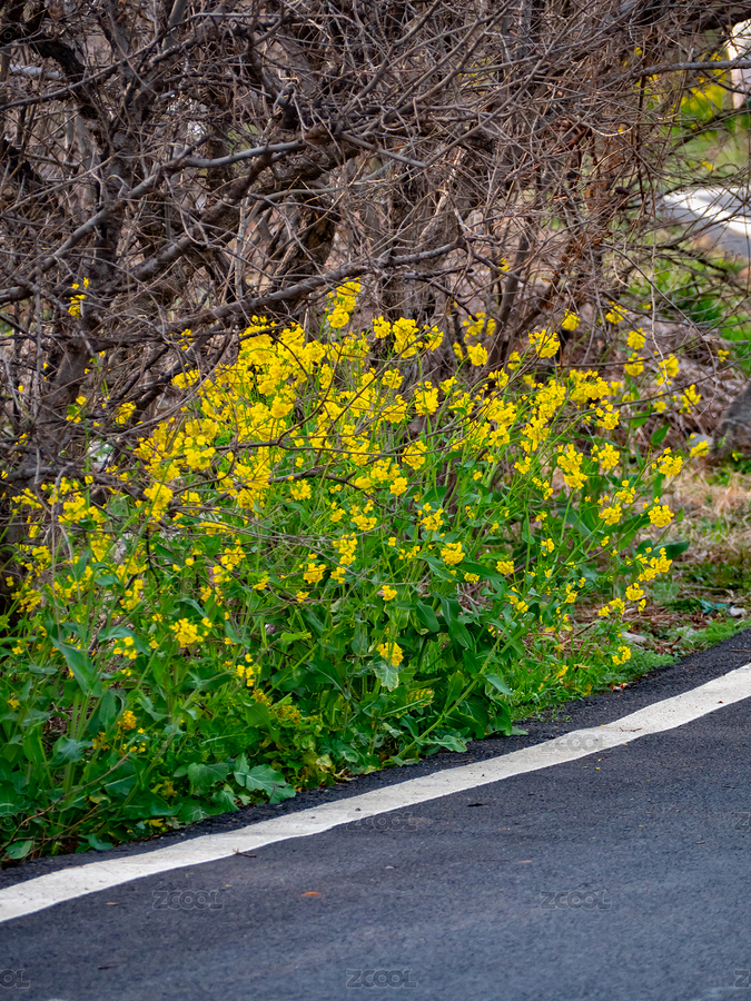 路边的小野花（主预览-3669051） - 未分类 - 站酷设计师danengmao原创素材 - 站酷ZCOOL