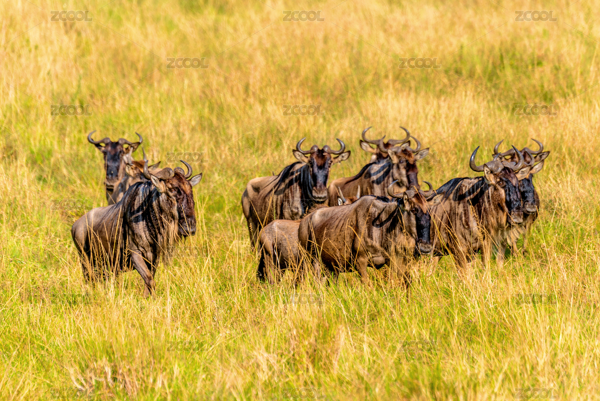 非洲肯尼亞馬賽馬拉草原角馬遷徙的壯麗景象（主預覽-11164636） - 未分類 - 站酷設計師健忘的行攝世界原創(chuàng)素材 - 站酷ZCOOL