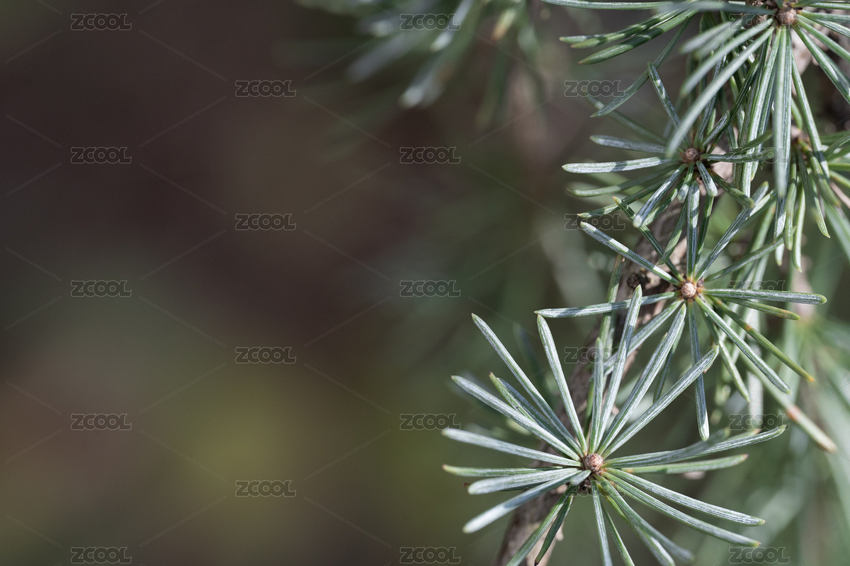 雪松簇狀的針葉在畫面一角（主預(yù)覽-7650044） - 未分類 - 站酷設(shè)計(jì)師WangXinyanNG原創(chuàng)素材 - 站酷ZCOOL