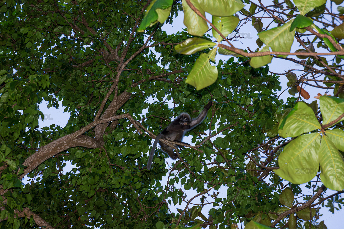 泰國(guó)萊利島樹(shù)上的猴子（主預(yù)覽-1008766） - 未分類(lèi) - 站酷設(shè)計(jì)師stocktanx原創(chuàng)素材 - 站酷ZCOOL