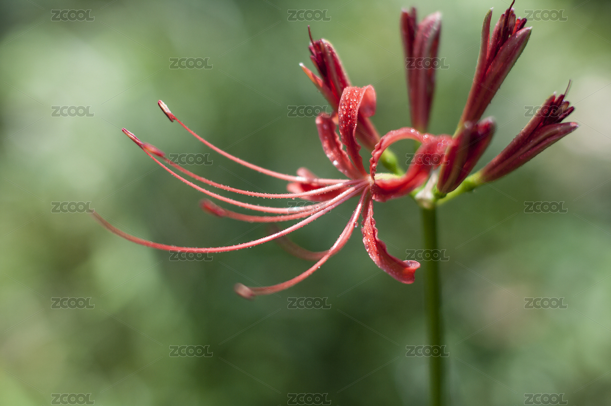 彼岸花（主預(yù)覽-7140405） - 未分類 - 站酷設(shè)計(jì)師jeeplu原創(chuàng)素材 - 站酷ZCOOL