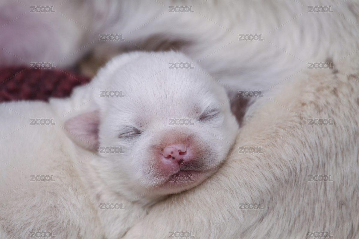 家庭豢養(yǎng)護(hù)院白色母乳小型犬京巴寵物狗（主預(yù)覽-5171885） - 未分類 - 站酷設(shè)計師贊贊尼原創(chuàng)素材 - 站酷ZCOOL