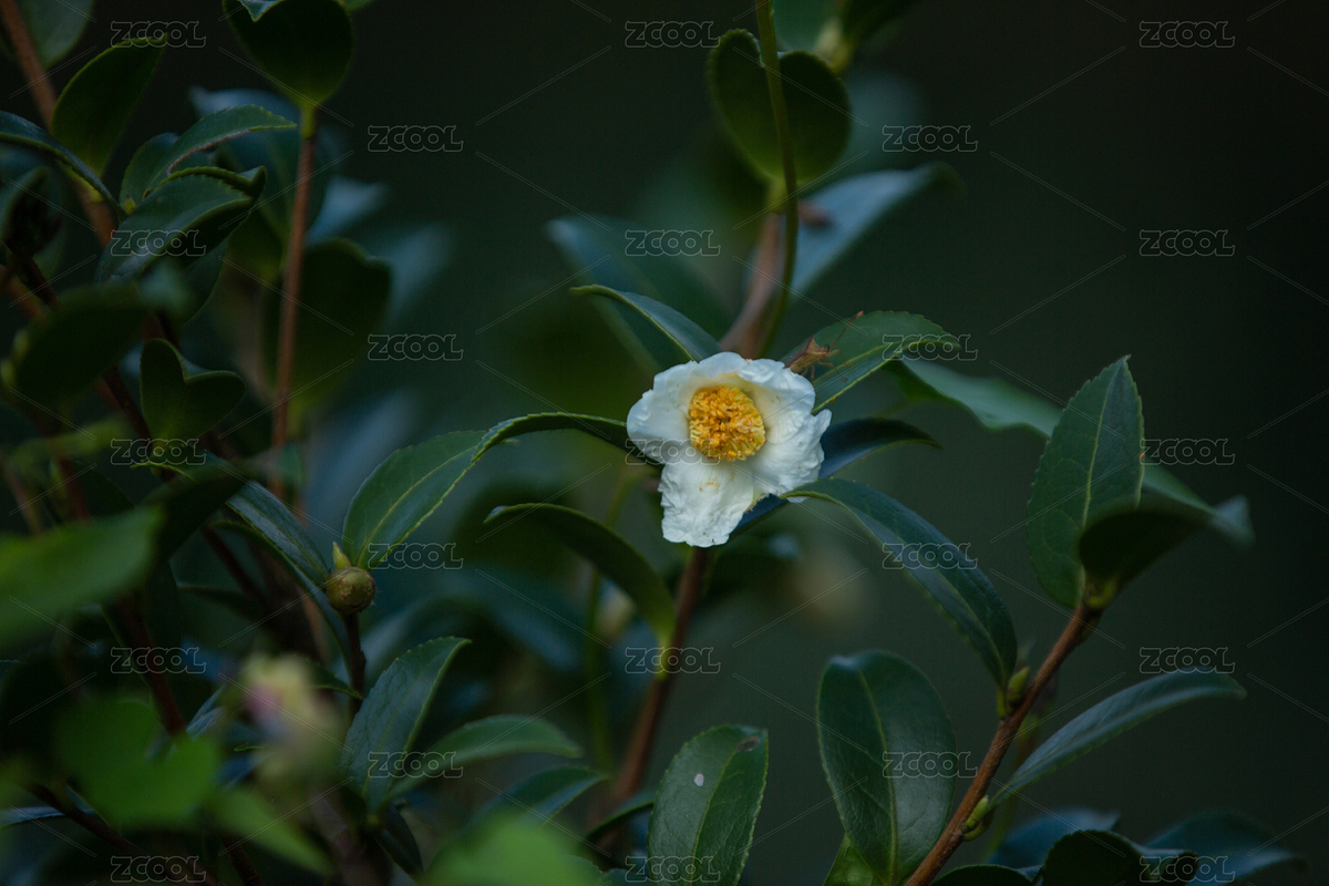 山茶花開（主預覽-1069358） - 未分類 - 站酷設計師影居原創(chuàng)素材 - 站酷ZCOOL