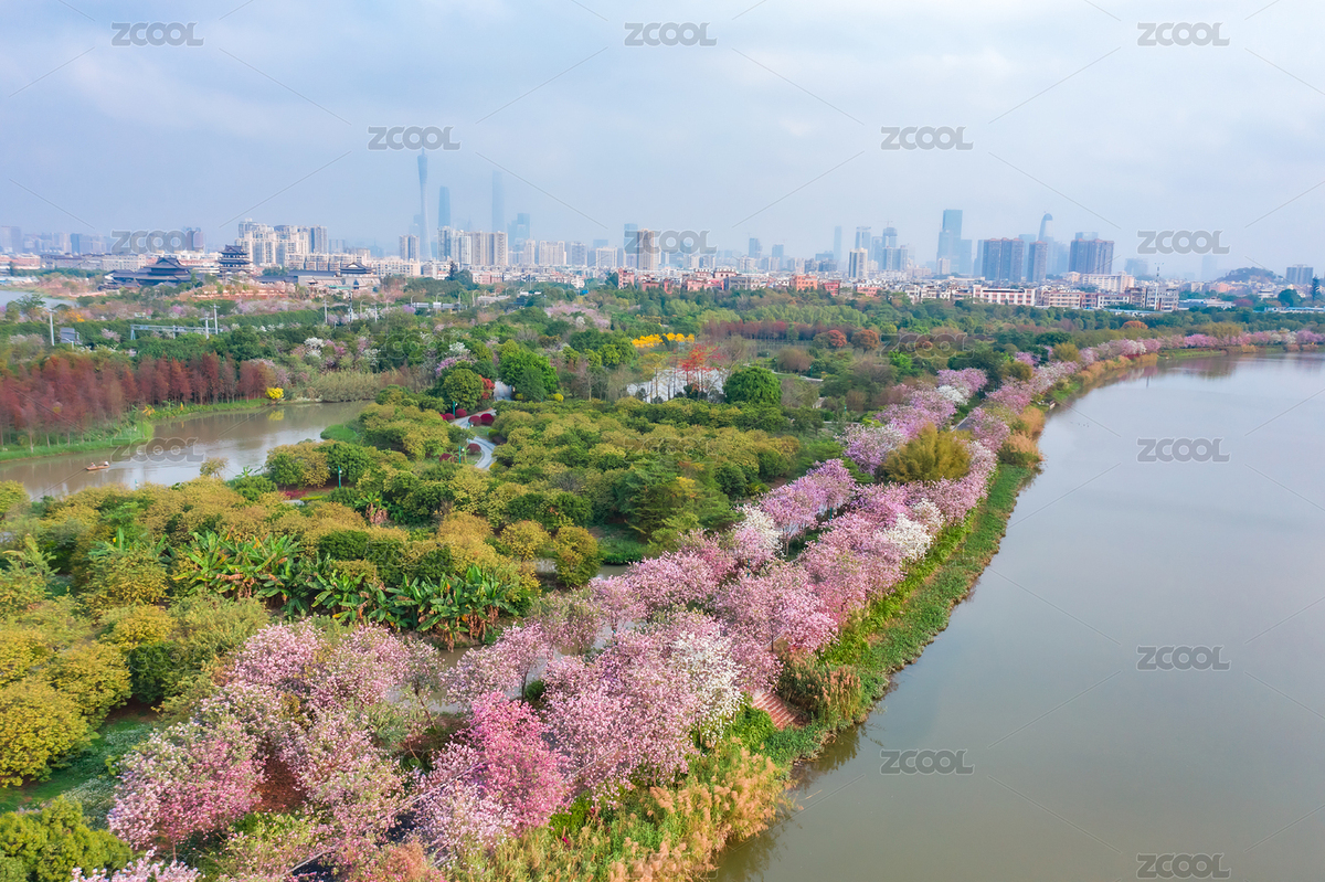 海珠濕地宮粉紫荊（主預(yù)覽-4546572） - 未分類 - 站酷設(shè)計(jì)師Keung攝影原創(chuàng)素材 - 站酷ZCOOL
