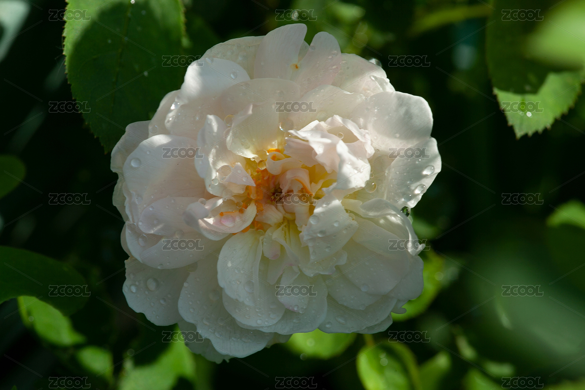 盛開的白色系月季（主預覽-6813103） - 未分類 - 站酷設計師mingyu11原創(chuàng)素材 - 站酷ZCOOL