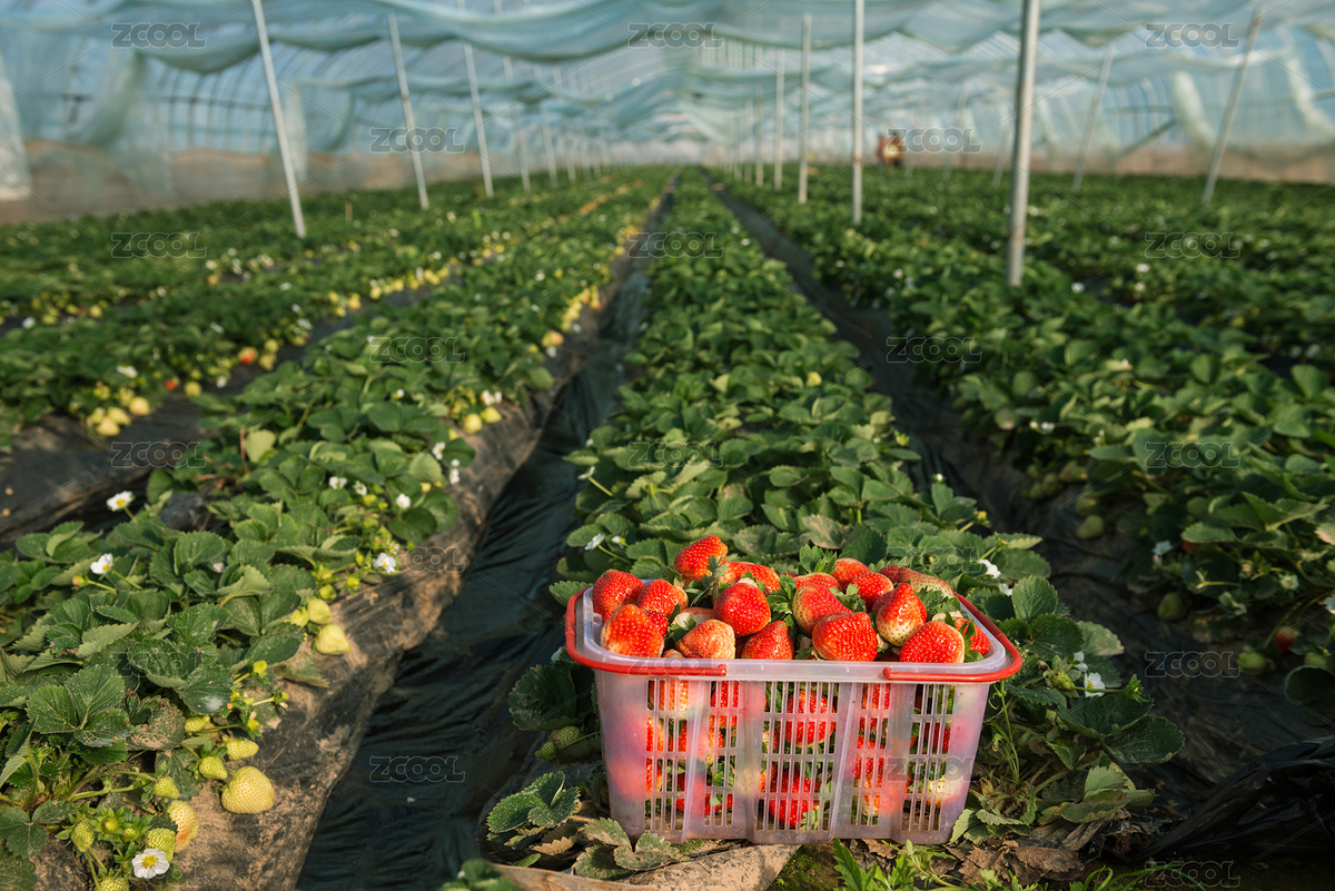 蔬菜大棚中的草莓（主預(yù)覽-8986141） - 未分類(lèi) - 站酷設(shè)計(jì)師蔚藍(lán)的白日夢(mèng)原創(chuàng)素材 - 站酷ZCOOL