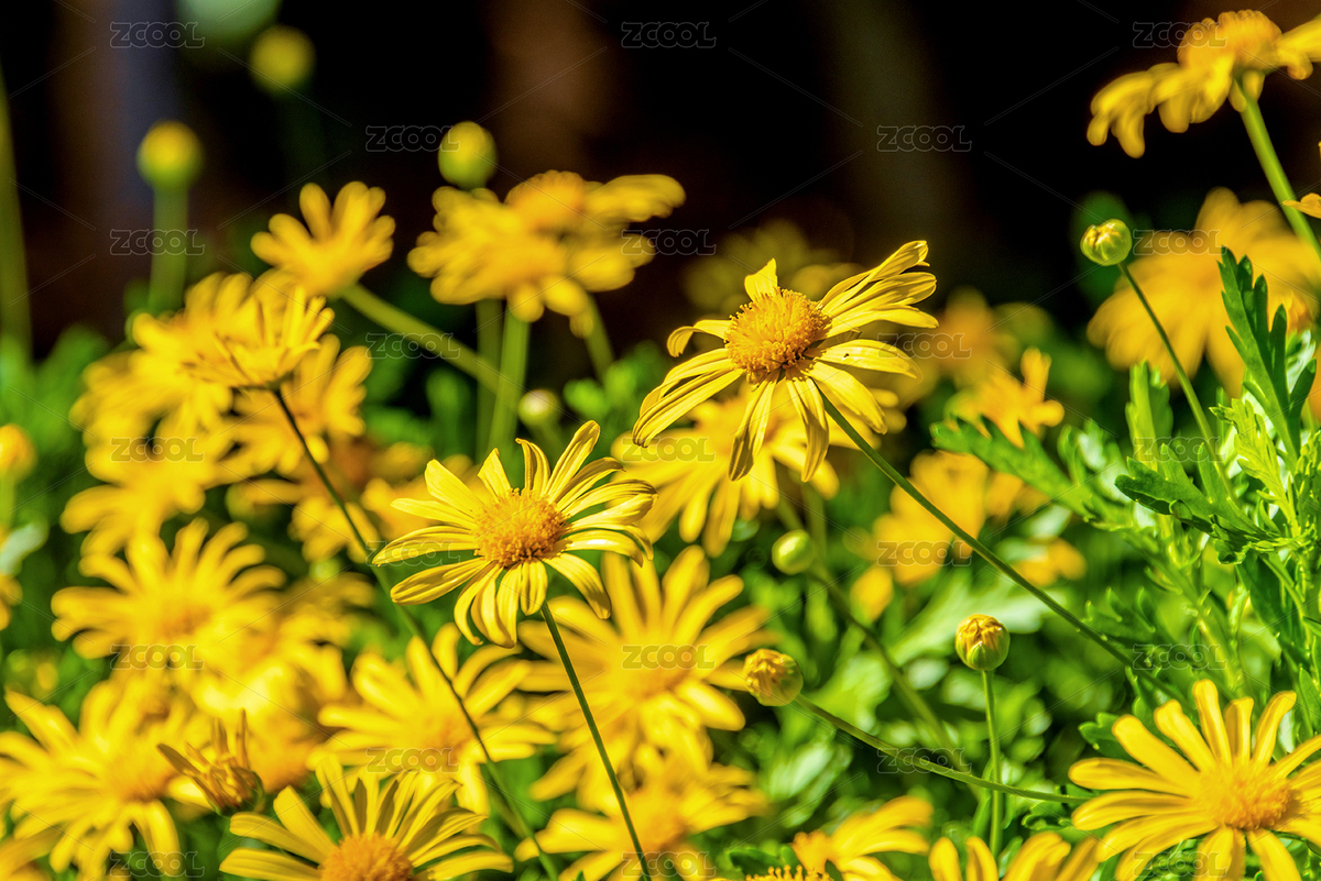 菊科黃蓉菊屬常綠灌木植物——淺齒黃金菊（主預覽-12059051） - 未分類 - 站酷設計師健忘的行攝世界原創(chuàng)素材 - 站酷ZCOOL