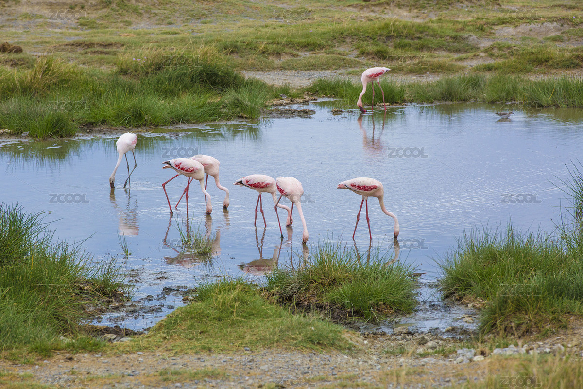 火烈鳥(niǎo)（主預(yù)覽-2914600） - 未分類(lèi) - 站酷設(shè)計(jì)師BenDesign原創(chuàng)素材 - 站酷ZCOOL