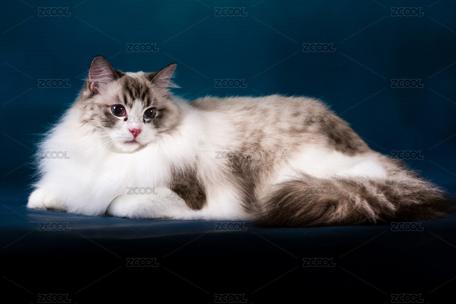 猫