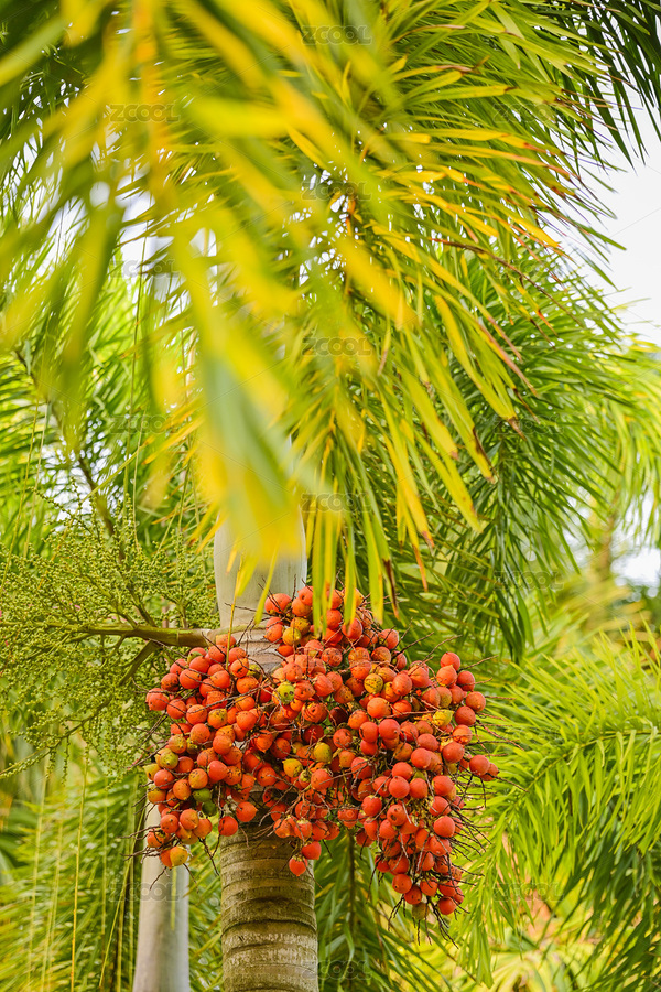大王椰子果實（主預覽-8606575） - 未分類 - 站酷設計師nrW7GK25rk原創(chuàng)素材 - 站酷ZCOOL