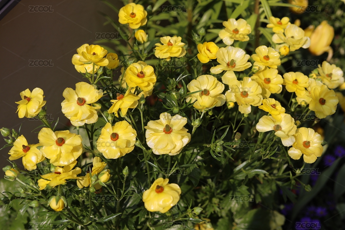 20250220深圳仙湖植物園鳳仙花（主預(yù)覽-9543433） - 未分類 - 站酷設(shè)計師雪落無痕33原創(chuàng)素材 - 站酷ZCOOL