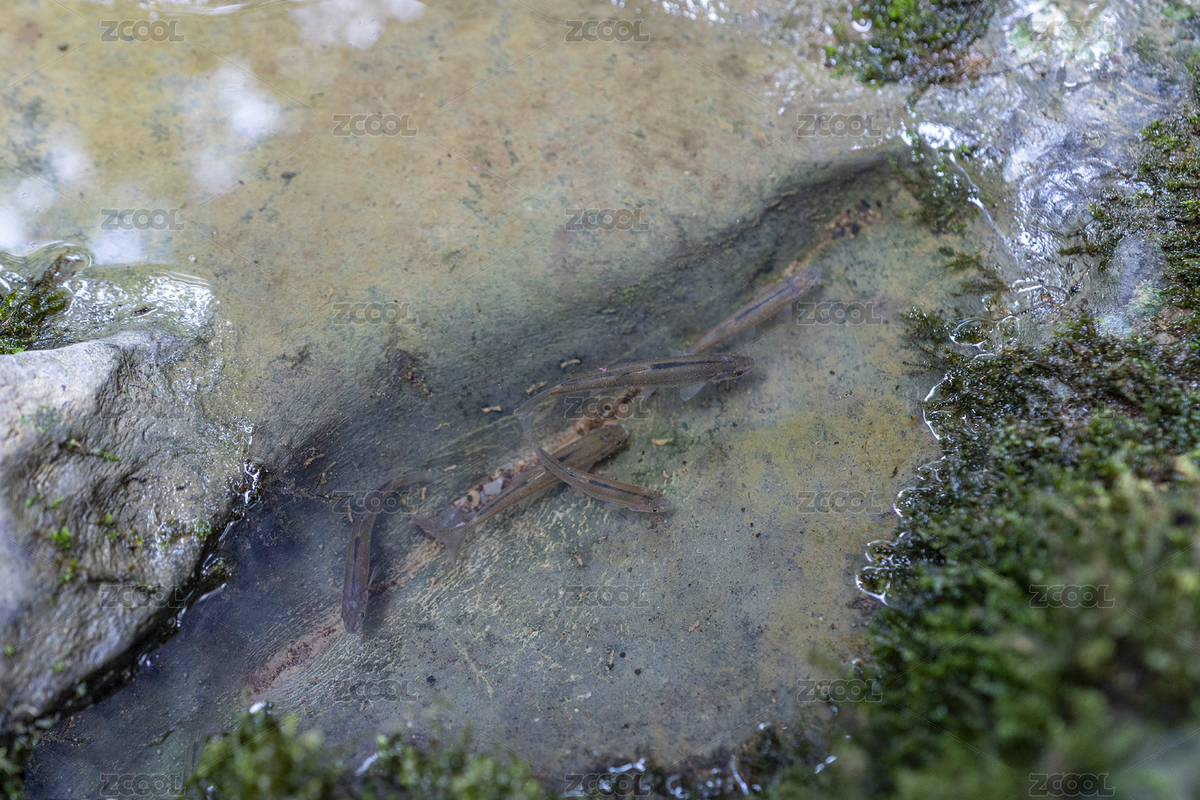 夏季入暑山澗魚兒享清涼（主預覽-6413720） - 未分類 - 站酷設計師蟲兒飛a原創(chuàng)素材 - 站酷ZCOOL