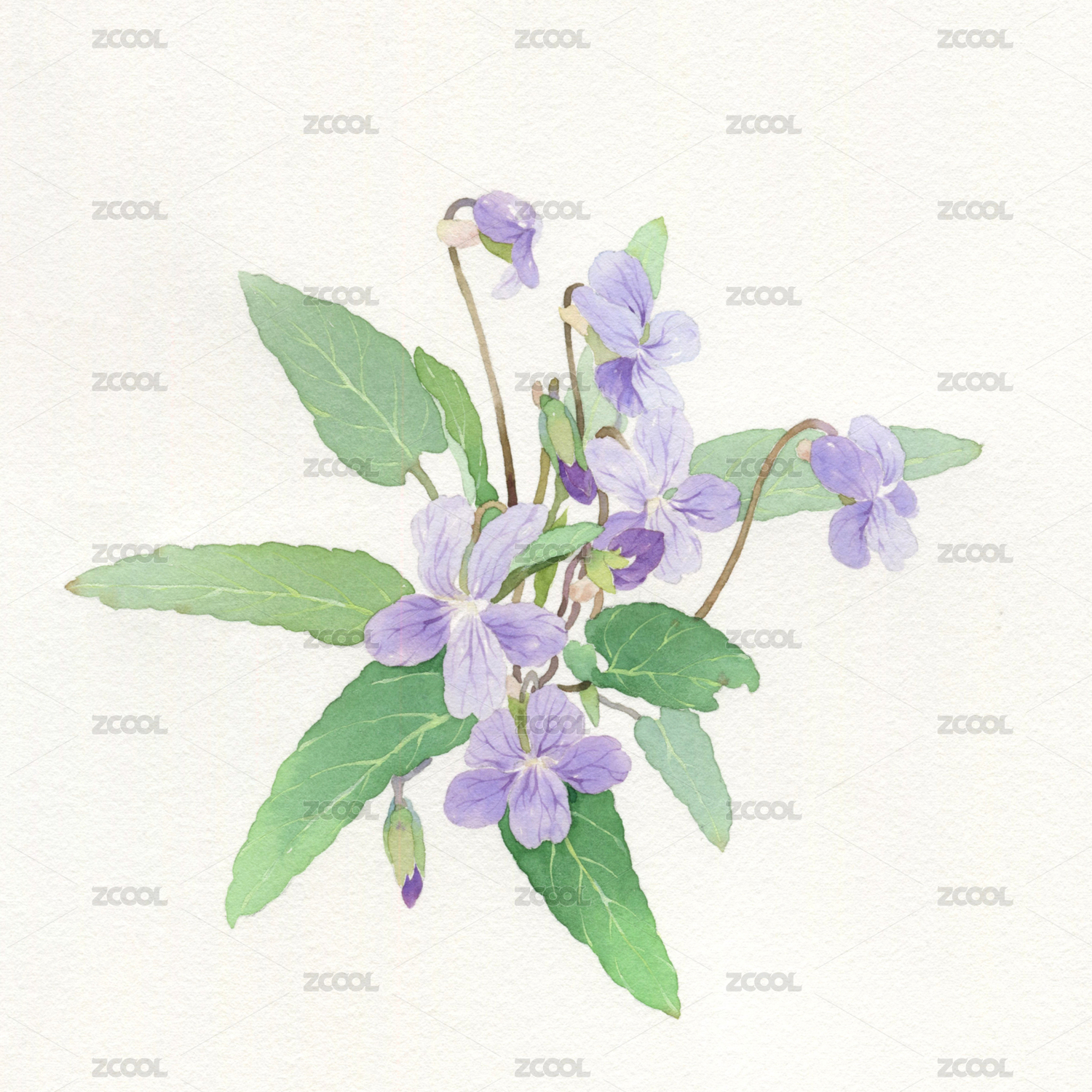 水彩绘画紫花地丁