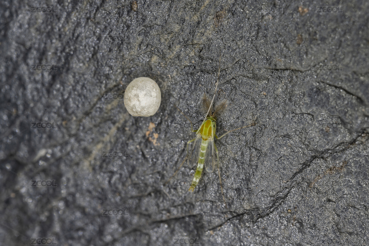 蟲子和繭（主預(yù)覽-7498589） - 未分類 - 站酷設(shè)計師lmm985原創(chuàng)素材 - 站酷ZCOOL