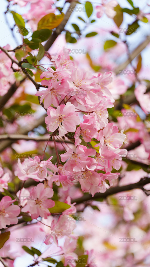 垂絲海棠花（主預(yù)覽-11952183） - 未分類 - 站酷設(shè)計(jì)師沐光而行- Z原創(chuàng)素材 - 站酷ZCOOL