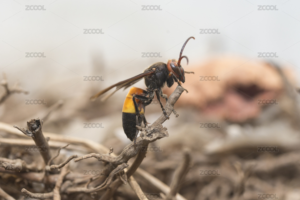 停棲在雜亂枝梗上的一只馬蜂特寫（主預(yù)覽-6070284） - 未分類 - 站酷設(shè)計師只取一瓢原創(chuàng)素材 - 站酷ZCOOL