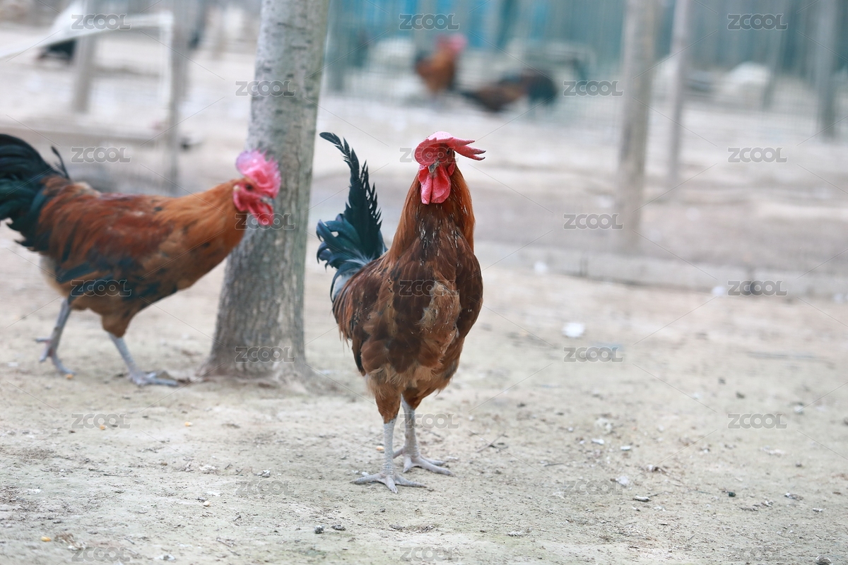 农家散养鸡公鸡（主预览-4636024） - 未分类 - 站酷设计师lee空间摄影原创素材 - 站酷ZCOOL