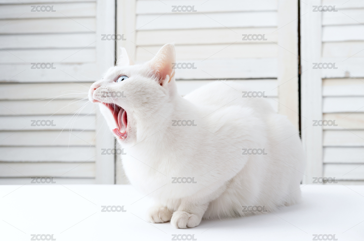 白貓張口嘴巴（主預(yù)覽-6247841） - 未分類 - 站酷設(shè)計師橘貓Mia原創(chuàng)素材 - 站酷ZCOOL