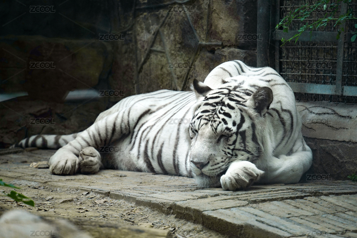 动物园珍稀白虎特写（主预览-12178610） - 未分类 - 站酷设计师hmykxla原创素材 - 站酷ZCOOL