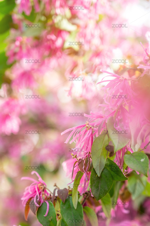 夢(mèng)幻玫紅色檵木花背景素材（主預(yù)覽-8926663） - 未分類 - 站酷設(shè)計(jì)師風(fēng)暴麗麗原創(chuàng)素材 - 站酷ZCOOL