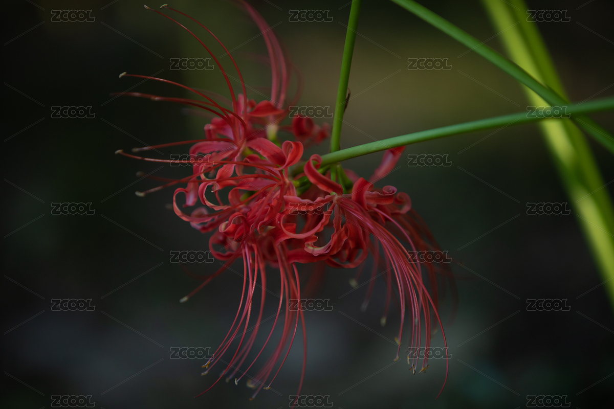 彼岸花（主預覽-4308894） - 未分類 - 站酷設計師chong318原創(chuàng)素材 - 站酷ZCOOL