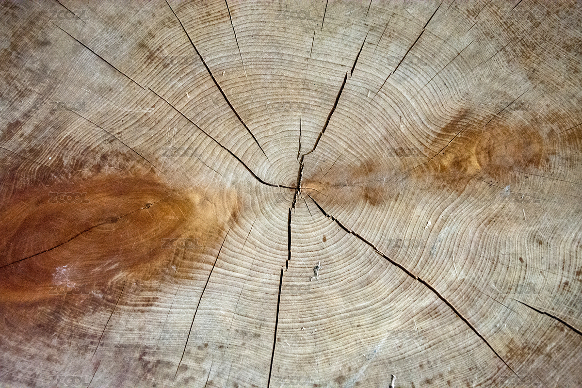 樹樁年輪紋理（主預(yù)覽-9473153） - 未分類 - 站酷設(shè)計(jì)師touristgirl原創(chuàng)素材 - 站酷ZCOOL