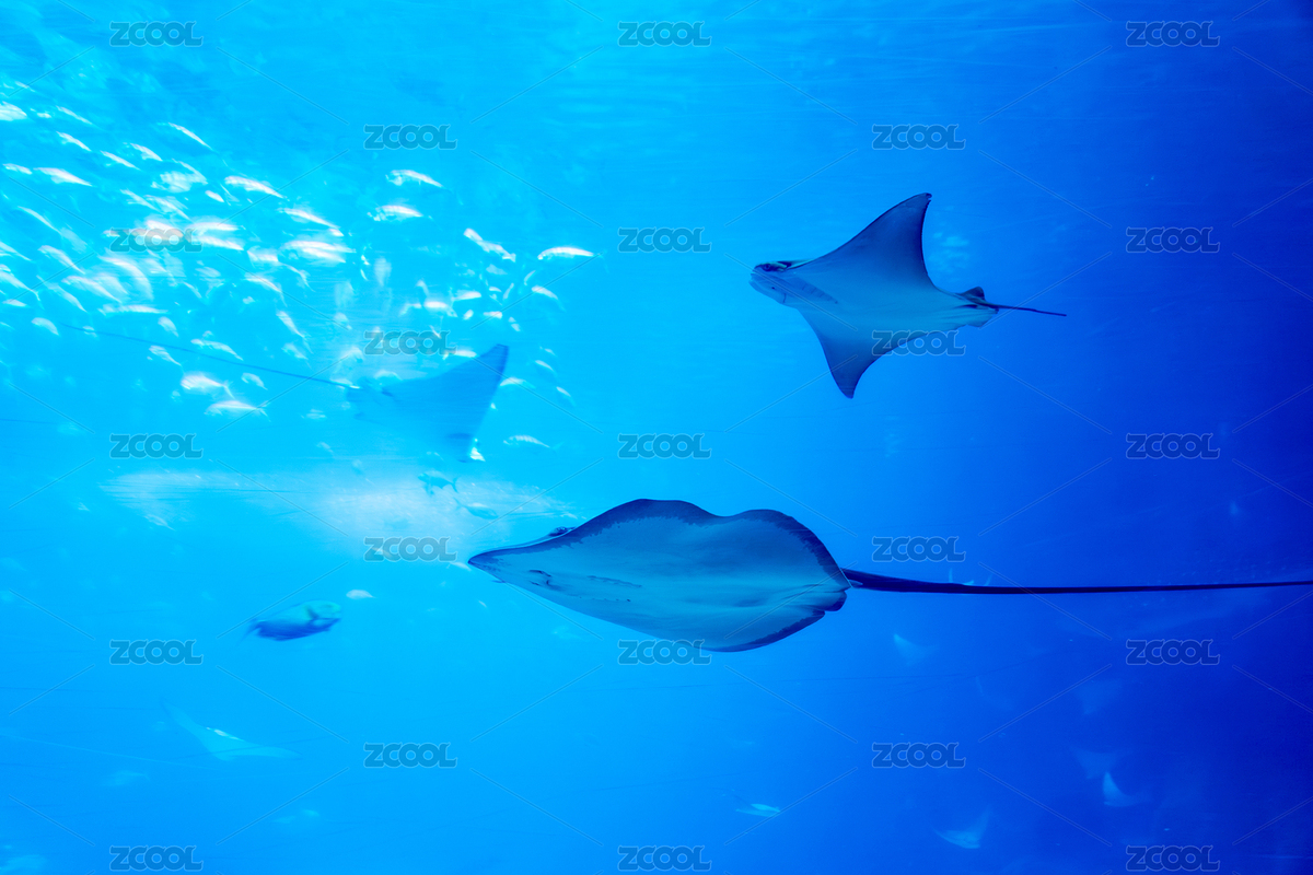 廣東珠海長(zhǎng)隆鯨鯊館的鲾鲼（主預(yù)覽-1243895） - 未分類 - 站酷設(shè)計(jì)師下天下天原創(chuàng)素材 - 站酷ZCOOL