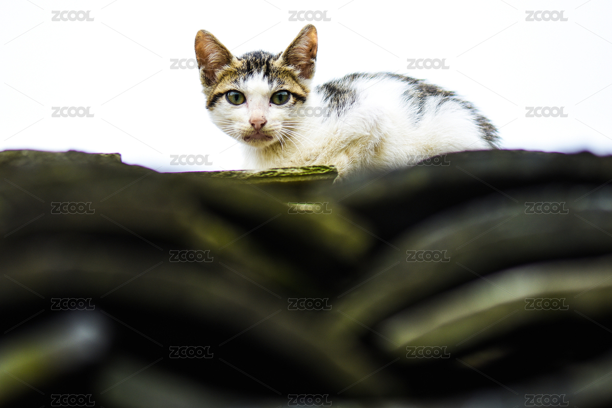 黑白相間的小花貓（主預(yù)覽-5319794） - 未分類 - 站酷設(shè)計師徐守畢原創(chuàng)素材 - 站酷ZCOOL