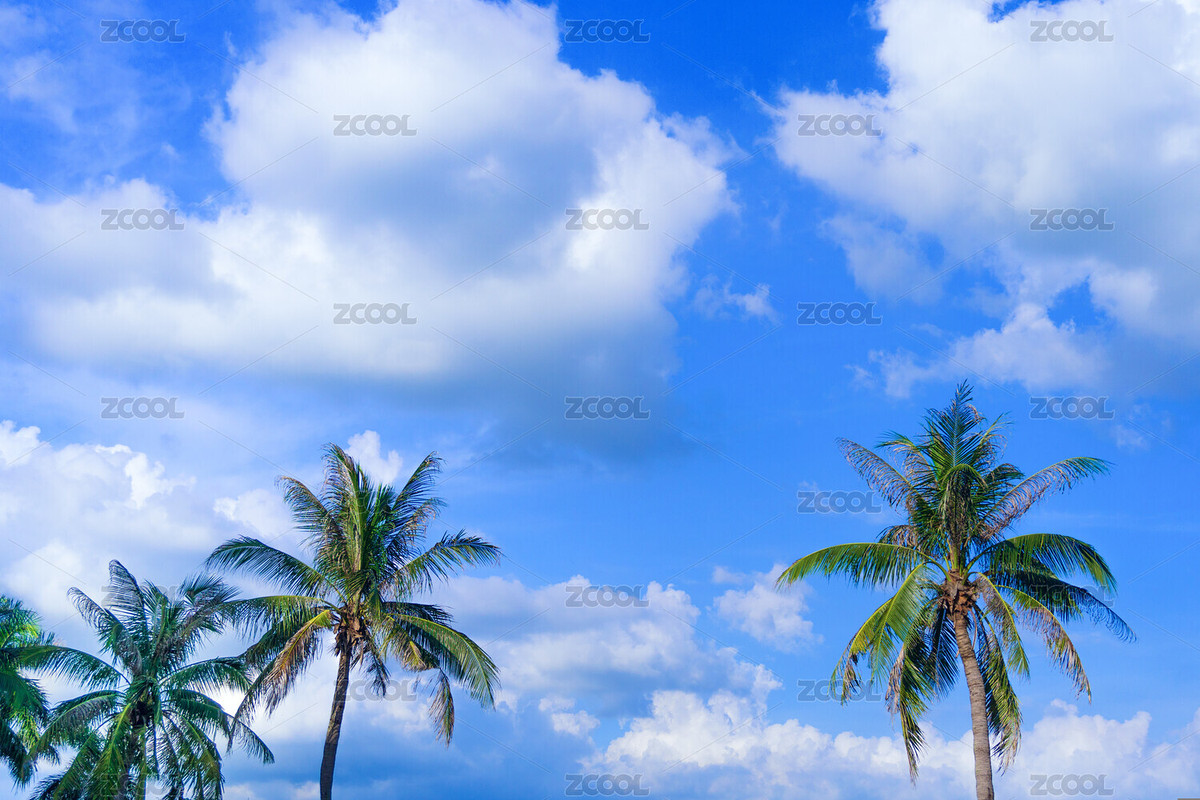 夏日藍天下的大王椰子樹背景（主預(yù)覽-2626716） - 未分類 - 站酷設(shè)計師Anciens原創(chuàng)素材 - 站酷ZCOOL