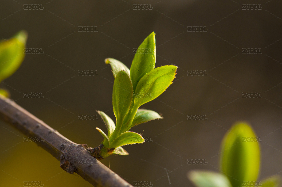 逆光下通透的樹(shù)葉（主預(yù)覽-2322453） - 未分類(lèi) - 站酷設(shè)計(jì)師reslan原創(chuàng)素材 - 站酷ZCOOL