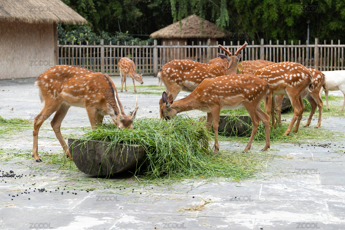 成都金沙遗址博物馆鹿苑里的梅花鹿（主预览-3149836） - 未分类 - 站酷设计师未&来原创素材 - 站酷ZCOOL