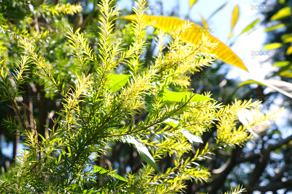 藍(lán)天下透亮的樹葉光影（主預(yù)覽-7779344） - 未分類 - 站酷設(shè)計(jì)師沐梓楹原創(chuàng)素材 - 站酷ZCOOL