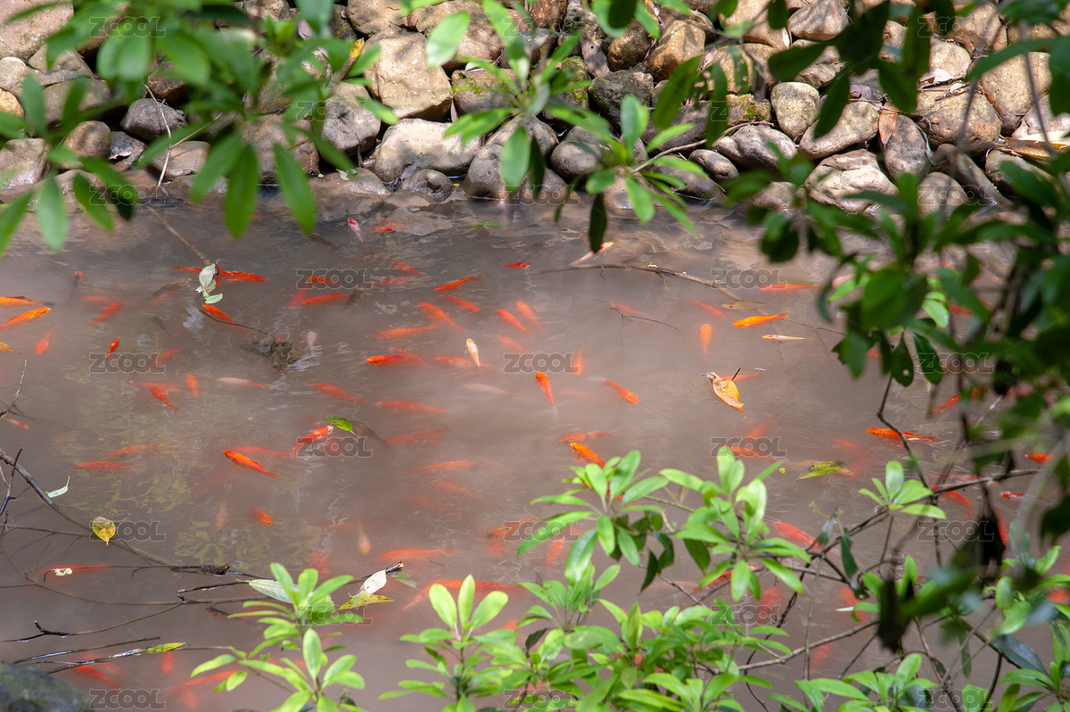 魚塘里一群游來游去的魚（主預覽-7258825） - 未分類 - 站酷設計師ZRG魷魚原創(chuàng)素材 - 站酷ZCOOL