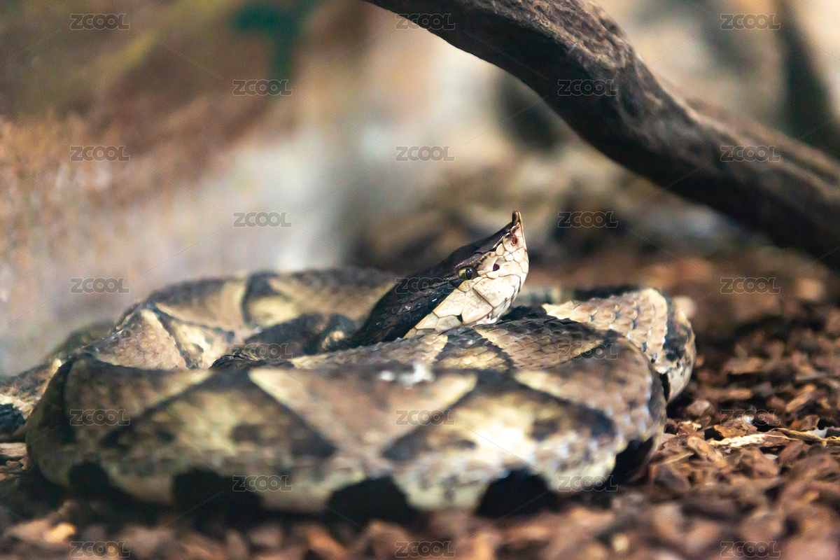 上海動物園里的一條尖吻蝮（主預(yù)覽-8870757） - 未分類 - 站酷設(shè)計(jì)師小吧唧小吧噠原創(chuàng)素材 - 站酷ZCOOL