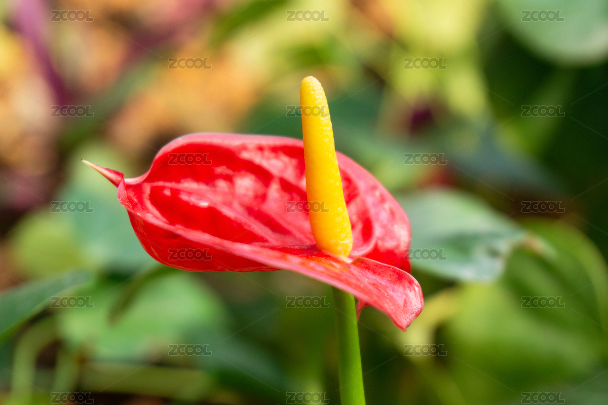 天南星科花燭屬植物花燭（主預(yù)覽-7666545） - 未分類 - 站酷設(shè)計師范范0809原創(chuàng)素材 - 站酷ZCOOL